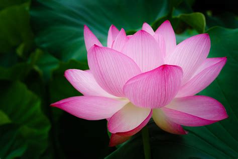 Lotus Flower NetBet